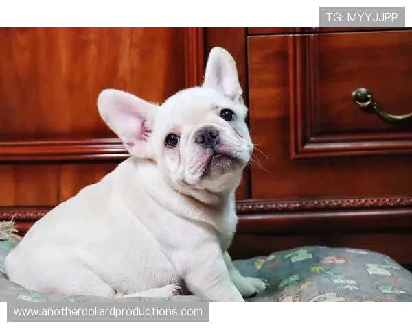 小罗退役后还在夜店蹦迪，豪宅里养了三只斗牛犬